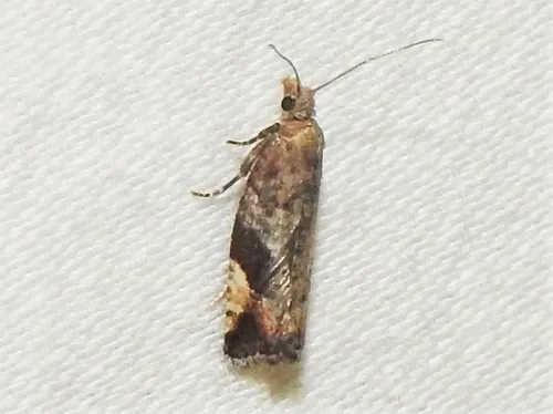 Epinotia medioplagata - Hodges#3344 - Epinotia medioplagata