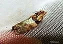 Raspberry leaf-roller moth - Hodges#3286