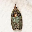Raspberry leaf-roller moth - Hodges#3286 - photo 2