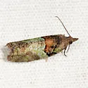 Raspberry leaf-roller moth - Hodges#3286 - photo 3