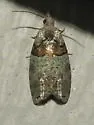 Raspberry leaf-roller moth - Hodges#3286 - photo 4