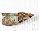 Raspberry leaf-roller moth - Hodges#3286 - photo 5