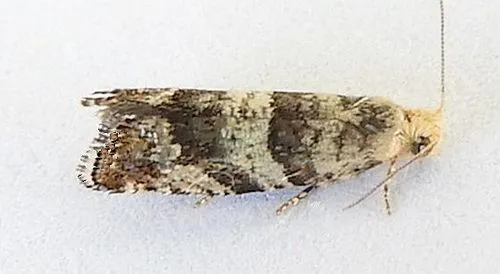 White fir needleminer - Hodges#3340