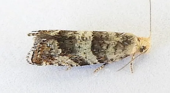 White fir needleminer - Hodges#3340 - photo 2