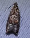 Epinotia miscana - Hodges#3314 - Epinotia miscana