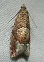 Epinotia miscana - Hodges#3314 - photo 2