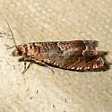 Epinotia miscana - Hodges#3314 - photo 4