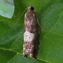 Epinotia momonana - Hodges#3312 - Epinotia momonana