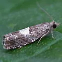 Epinotia momonana - Hodges#3312 - photo 2