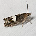 Epinotia momonana - Hodges#3312 - photo 3