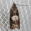 Epinotia momonana - Hodges#3312 - photo 4