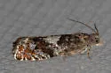 Epinotia momonana - Hodges#3312 - photo 5