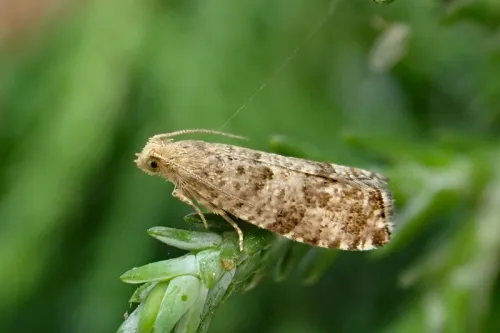 Epinotia nanana