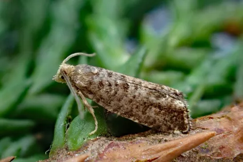 Epinotia nanana - photo 2