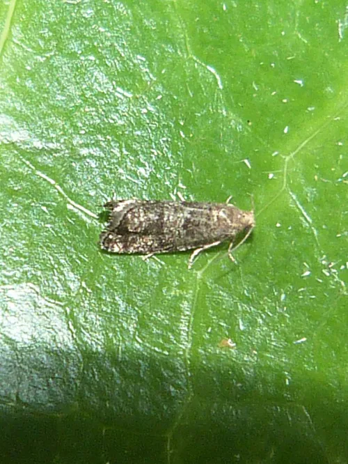 Epinotia nanana - photo 3