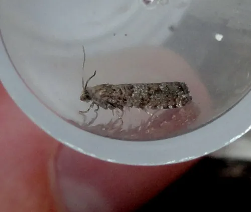 Epinotia nanana - photo 4