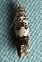 Epinotia nigralbana - Hodges#3319