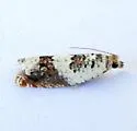 Epinotia nigralbana - Hodges#3319 - photo 3