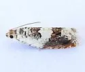 Epinotia nigralbana - Hodges#3319 - photo 4