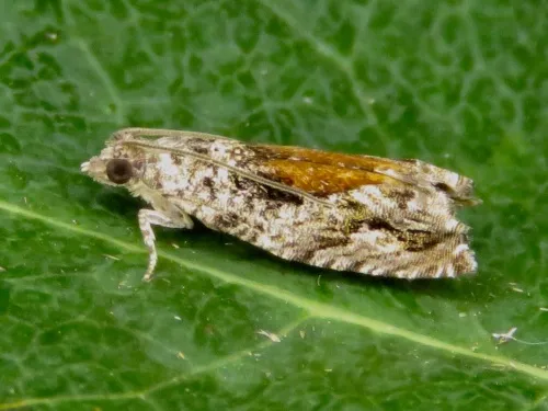 Epinotia nisella - photo 2