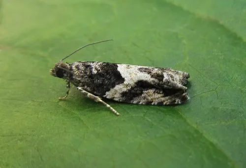 Epinotia nisella - photo 3