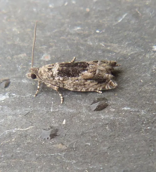 Epinotia nisella - photo 4
