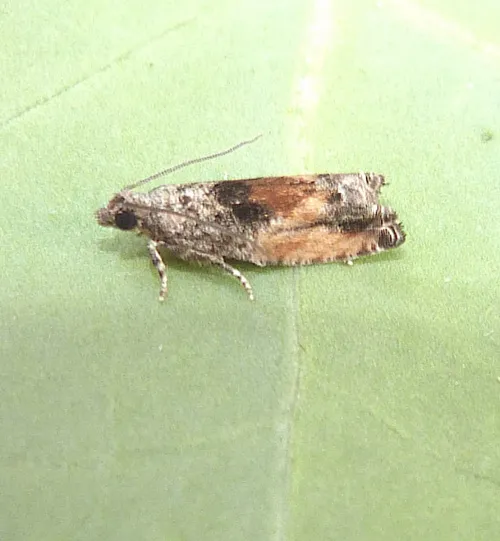 Epinotia nisella - photo 5