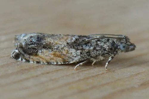 Epinotia nisella - photo 6
