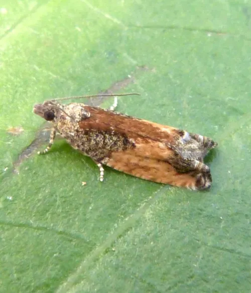 Epinotia nisella - photo 8