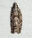 Epinotia nonana - Hodges#3335 - photo 4