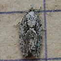 Epinotia nonana - Hodges#3335 - photo 5