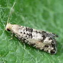Epinotia normanana - Hodges#3336