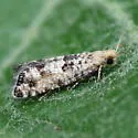 Epinotia normanana - Hodges#3336 - photo 2