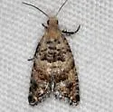 Epinotia normanana - Hodges#3336 - photo 3