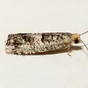 Epinotia normanana - Hodges#3336 - photo 4