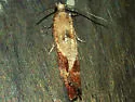 Epinotia plumbolineana - Hodges#3346 - Epinotia plumbolineana