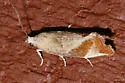 Epinotia plumbolineana - Hodges#3346 - photo 4