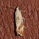 Epinotia plumbolineana - Hodges#3346 - photo 5