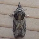 Epinotia pulsatillana - Hodges#3285 - photo 4