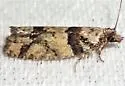 Red-striped Needleworm - Hodges#3269