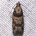 Red-striped Needleworm - Hodges#3269 - photo 2