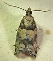 Red-striped Needleworm - Hodges#3269 - photo 4