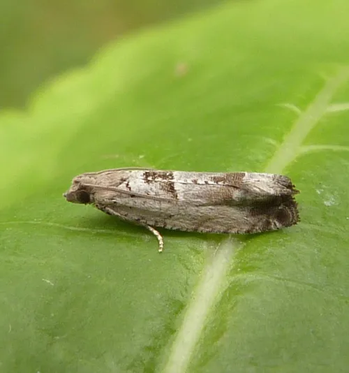 Epinotia ramella - photo 2