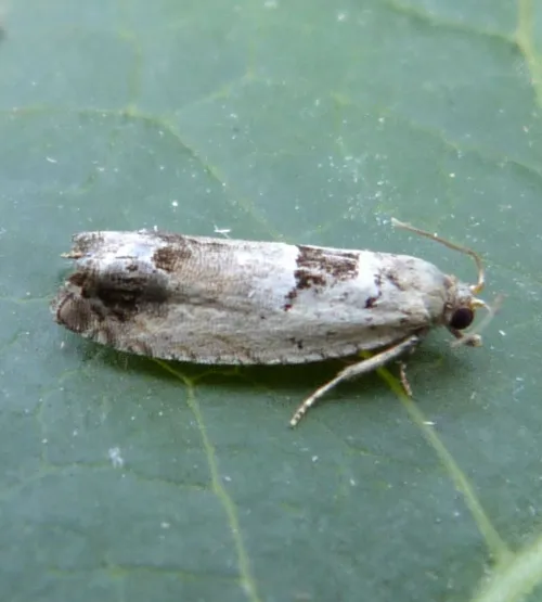 Epinotia ramella - photo 3