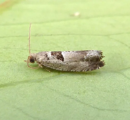 Epinotia ramella - photo 4