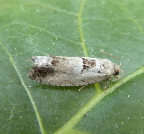 Epinotia ramella - photo 5
