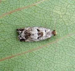Epinotia ramella - photo 6
