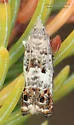 Epinotia rectiplicana - Hodges#3302