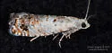Epinotia rectiplicana - Hodges#3302 - photo 4