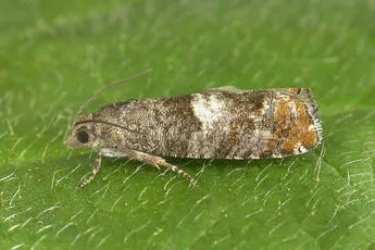 Epinotia rubiginosana - Epinotia rubiginosana